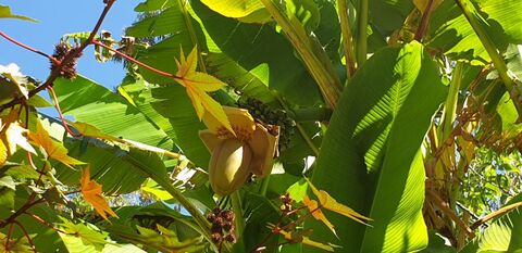 Unterwegs in der Var: Japanische Bananenpflanze der Campingplatz