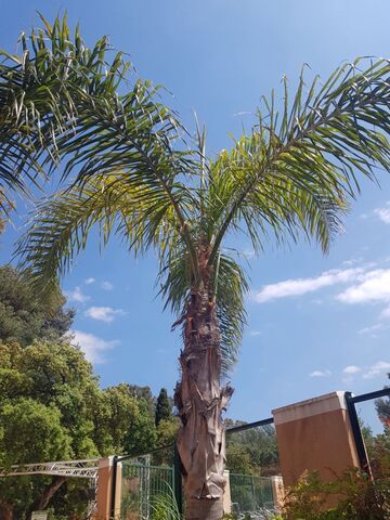 Auf unserem Campingplatz bei Hyères gibt es Königinpalmen.