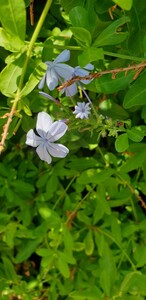 Plumbago (Kap-Spitzwegerich)