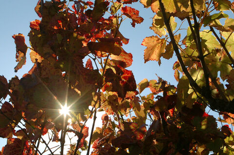 Der Campingplatz ist umgeben von Weinfeldern: die guten Weine der Provence...