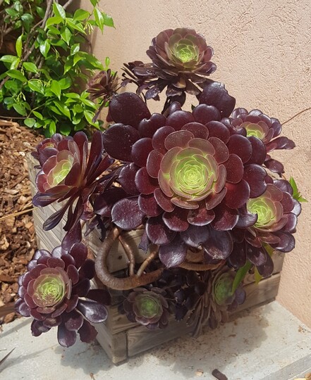 Aeonium als purpurner Baum