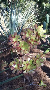 Aeonium als purpurner Baum