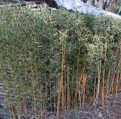 Goldene Bambus