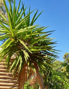 Yucca ‘Elefantenfuß’