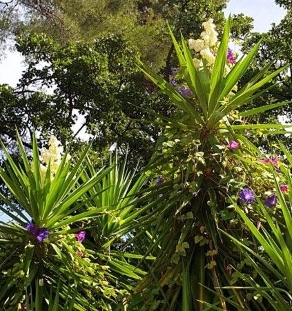 Reisen Sie während Ihrer Ferien auf unserem Campingplatz**** mit den Yuccas!