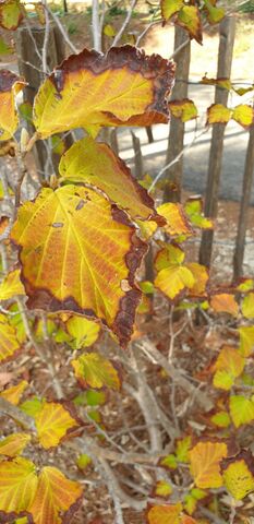 Entdecken Sie die Chinesische Hamamelis während Ihrer Ferien im Departement Var…