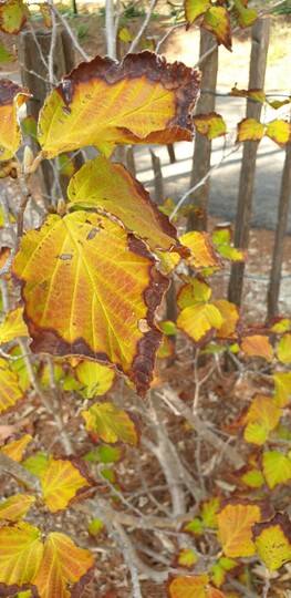 Chinesische Hamamelis