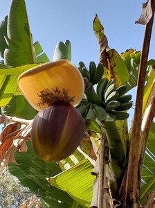 Bananenstaude aus Japan