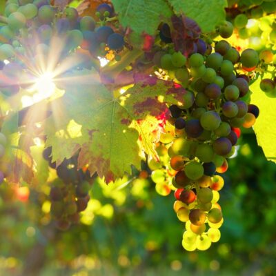 Die Winzergenossenschaft von La Londe, das Know-how der Winzer aus der Provence