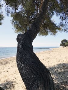 Ein schattiger Sandstrand im Departement Var