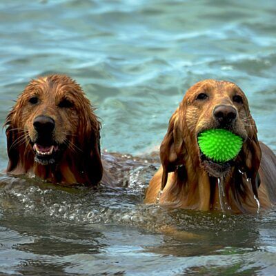 Der Strand ‘Le Mérou’ in Hyères ist für Hunde erlaubt!