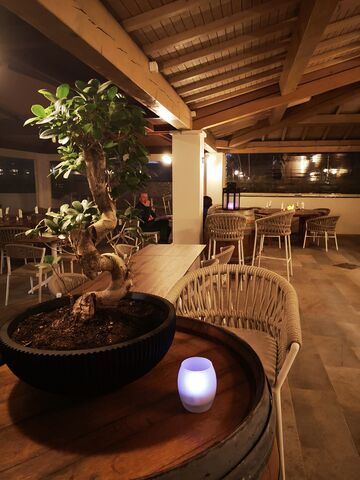‘Ficus retusa’ in der Lounge vom Restaurant auf unserem Camping****- Les Jardins de La Pascalinette