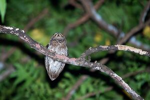 Die Greifvögel am Mittelmeer