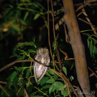 Entdecken Sie die Zwergohreule, einer der Vögel, denen Sie auf dem Camping****- Les Jardins de La Pascalinette begegnen können.