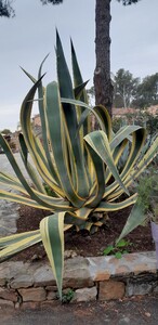 Amerikanische, panaschierte Agave