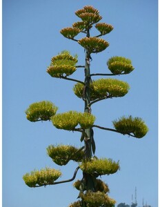 Amerikanische, panaschierte Agave