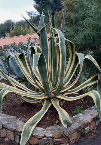 Amerikanische, panaschierte Agave