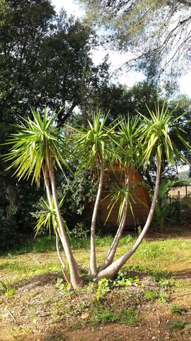 Der Drachenbaum auf unserem umweltbewussten Campingplatz in La Londe