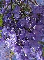 Der kleine blaue Flammenbaum