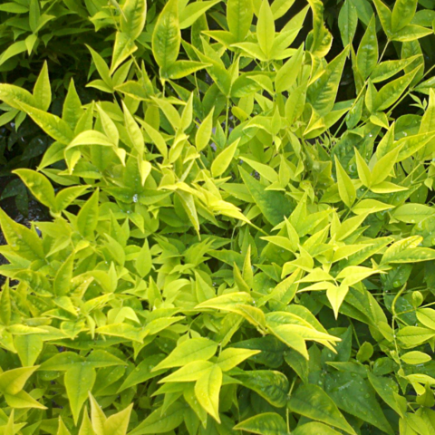 Ein Heiliger Bambus Magical® Lemon Lime auf unserem Campingplatz in La Londe