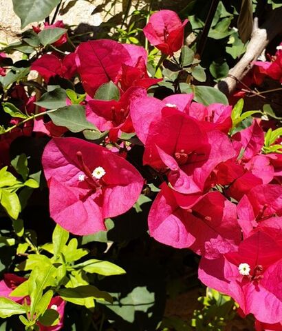 Bougainvillea spectabilis auf dem Campingplatz Les Jardins de La Pascalinette ®