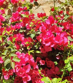 Bougainvillea spectabilis