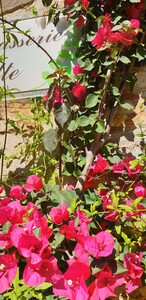 Bougainvillea spectabilis