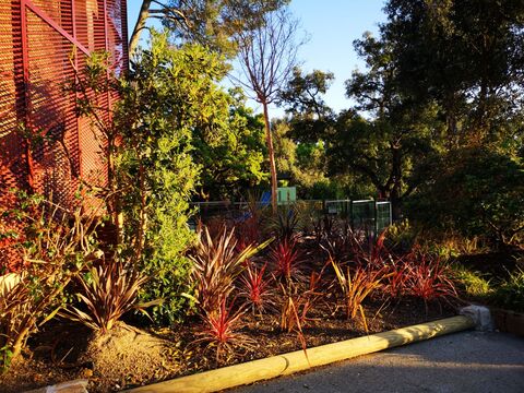 Die Neuseelandpalme auf unserem naturnahen Campingplatz in La Londe