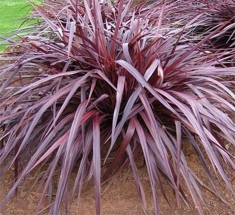 Die ‘Cordyline Burgundy Red Fountain' auf unserem Campingplatz