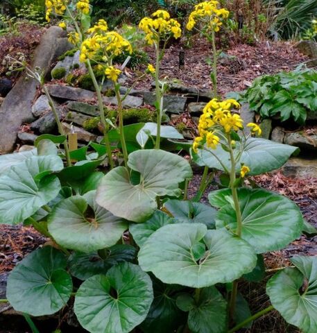 Die ‘Farfugium japonicum’ auf unserem umweltfreundlichen Campingplatz in La Londe