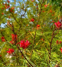 Grevillea Johnsonii