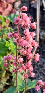 Heuchera