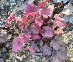 Heuchera