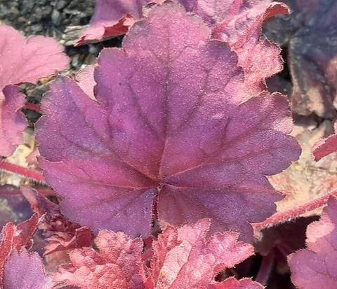 Die Heuchera ist eine Staude mit buntem Laub und der Star unter den Pflanzen von unserem Campingplatz!