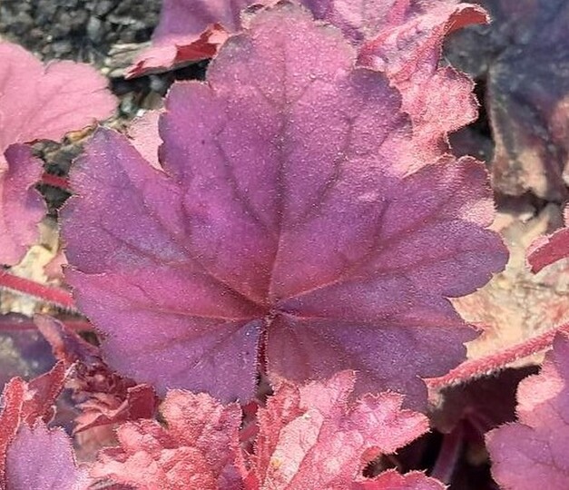 Heuchera