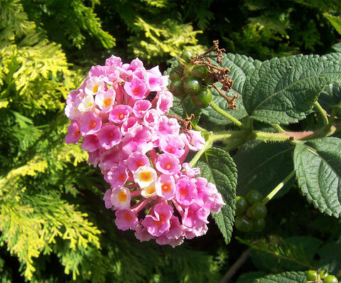 Rosa, orange, rot... Entdecken Sie das Wandelröschen auf unserem Camping****- Les Jardins de La Pascalinette!