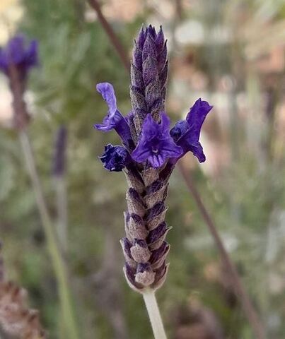 Der traditionelle Lavendel aus der Provence wächst im Herzen von unserem Campingplatz.