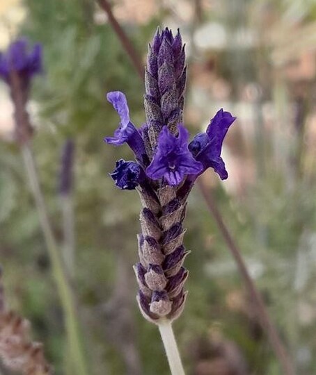 Kanarischer Lavendel