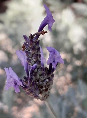 Entdecken Sie den betörenden Duft vom ‘Bucher Lavendel’ auf unserem Campingplatz!