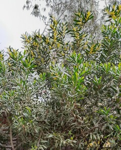 Langblättrige Mimose