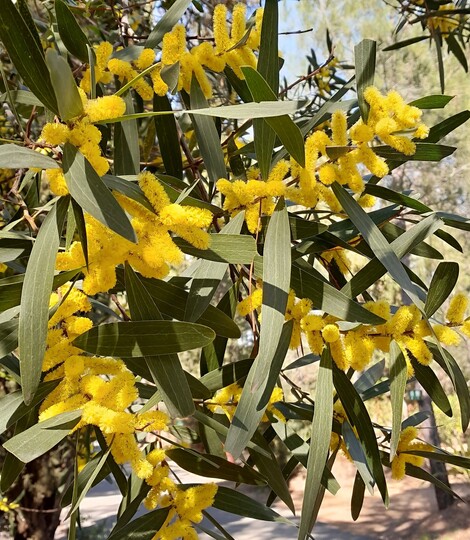 Langblättrige Mimose