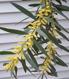 Langblättrige Mimose