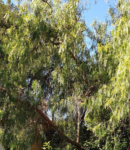 Der ‘Peruanische Pfefferbaum’ bietet Schatten und Frische auf unserem Campingplatz.