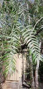 Peruanischer Pfefferbaum
