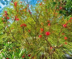 Grevillea Johnsonii