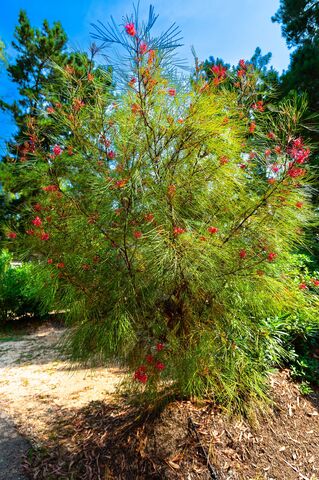 ‘Grevillea Johnsonii’ auf unserem Camping****- Les Jardins de La Pascalinette