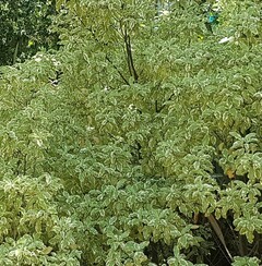 Der kleinblättrige panaschierte Chinesische Klebsame