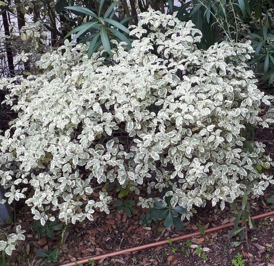 Der kleinblättrige panaschierte Chinesische Klebsame