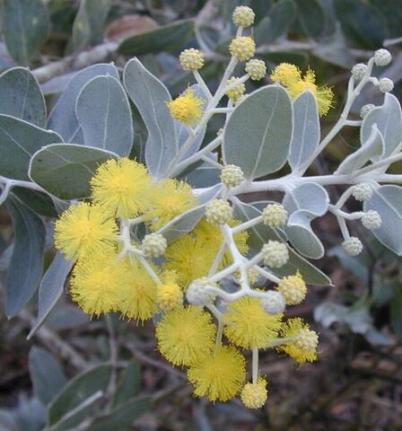Die ‘Acacia podalyriifolia’ ist die kleine Schwester von den Mimosen der Floristen.