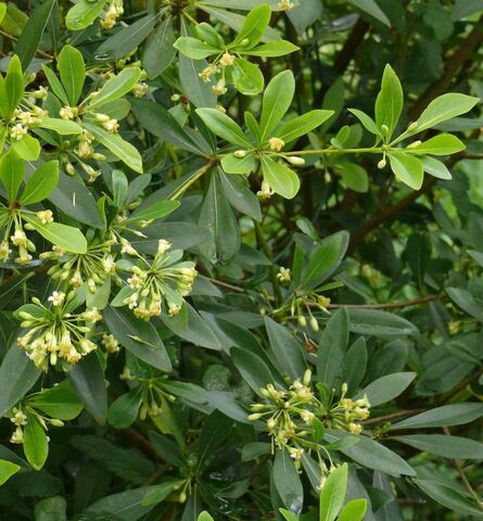 Der ‘Chinesischer Klebsame Heterophyllum’ ist eine honigspendende Pflanze auf unserem Camping****- Les Jardins de La Pascalinette® im Departement Var.